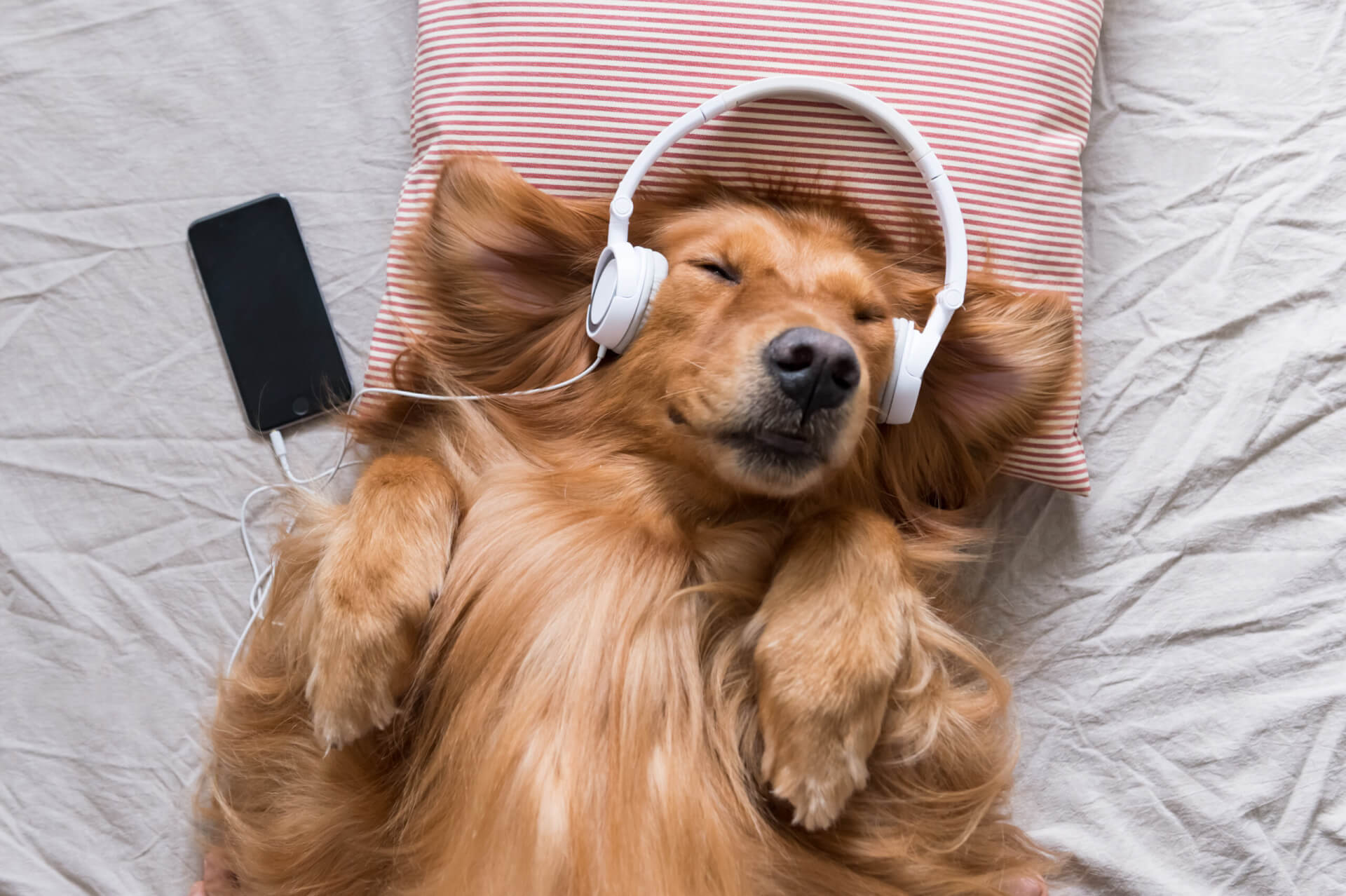 Mana Commerce Highlights New PetPace Study on Canine Stress Reduction Through Music